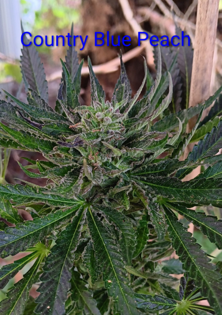 Country Blue Peach cannabis seeds
