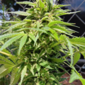 Athletes Feet cannabis seeds