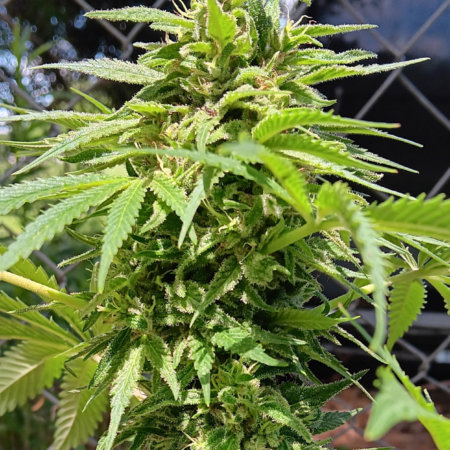 Athletes Feet cannabis seeds