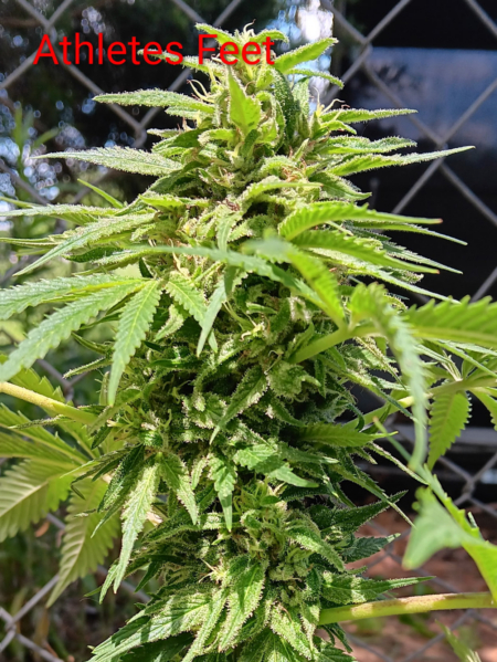 Athletes Feet cannabis seeds