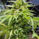 Athletes Feet cannabis seeds