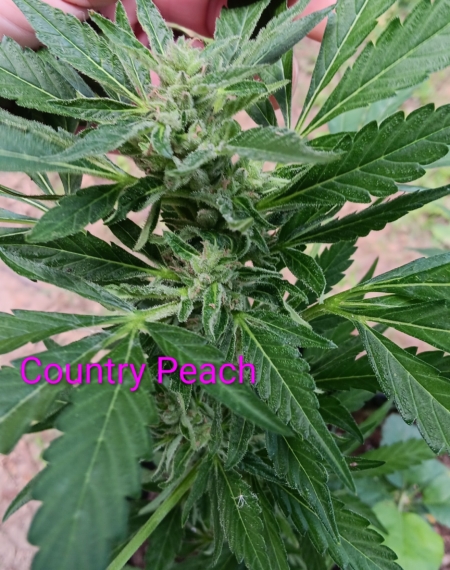 Country Peach mmj seeds