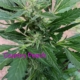 Country Peach mmj seeds