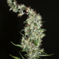 Beldia Moroccan cannabis seeds