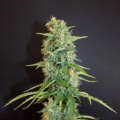 Moroccan Beldia cannabis seeds