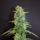 Moroccan Beldia cannabis seeds