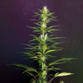 Moroccan Beldia mmj strain