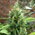 Moroccan landrace cannabis