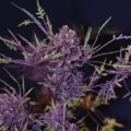 Acid House mutant cannabis seeds