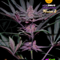 Acid House Version 2 cannabis strain