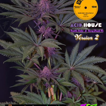 Acid House V2 mmj seeds