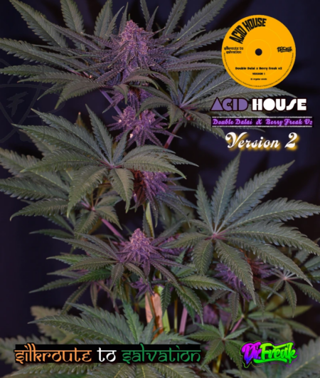 Acid House V2 mmj seeds